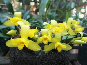 Lycaste macrobulbon