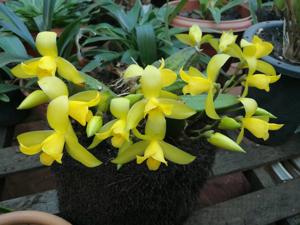 Lycaste macrobulbon