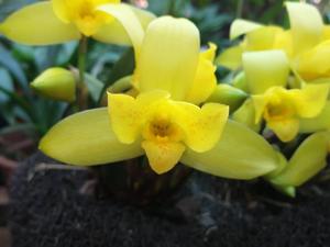 Lycaste macrobulbon