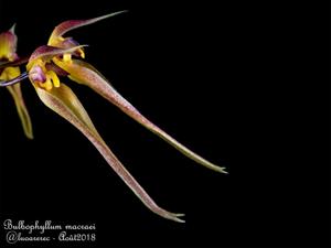 Bulbophyllum macraei