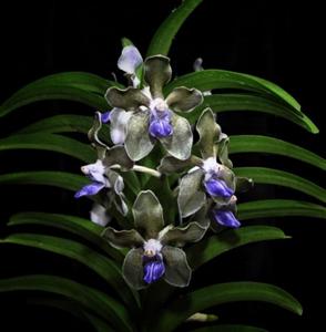 Vanda tessellata