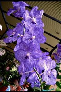 Vanda coerulea