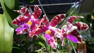 Phalaenopsis mariae