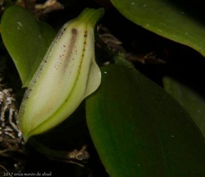 Zootrophion erlangense