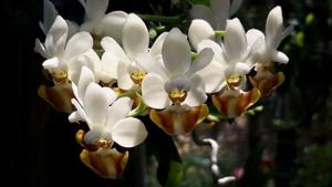 Phalaenopsis lobbii