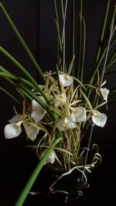 Brassavola flagellaris