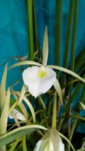 Brassavola flagellaris