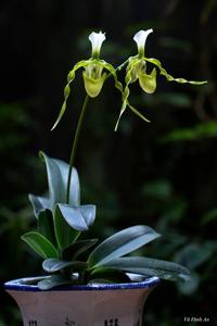 Paphiopedilum dianthum