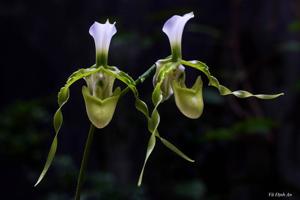 Paphiopedilum dianthum