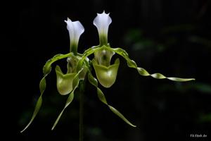 Paphiopedilum dianthum