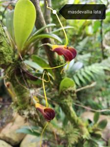 Masdevallia lata