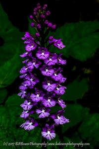 Platanthera psycodes