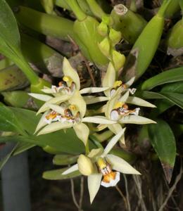 Coelogyne lentiginosa