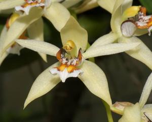 Coelogyne lentiginosa