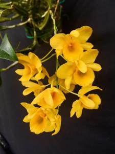 Dendrobium griffithianum