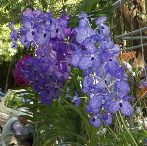 Vanda coerulea