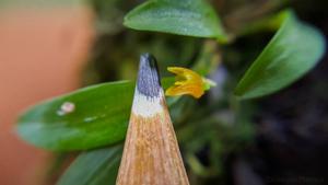 Pabstiella trifida