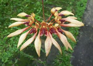 Bulbophyllum annandalei