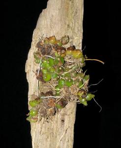 Coelogyne schilleriana