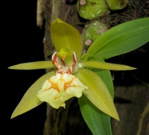 Coelogyne schilleriana