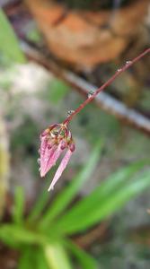 Bulbophyllum brevibrachiatum