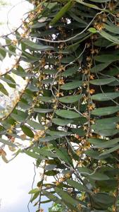 Trichoglottis orchidea