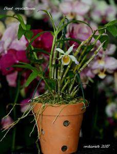 Dendrobium crystallinum