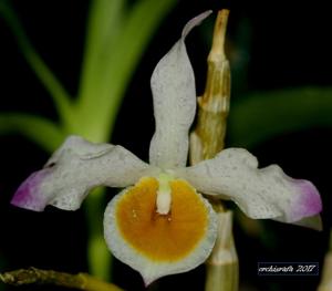 Dendrobium crystallinum