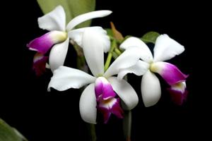 Cattleya violacea