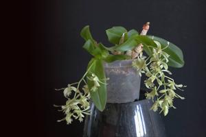 Dendrobium delacourii