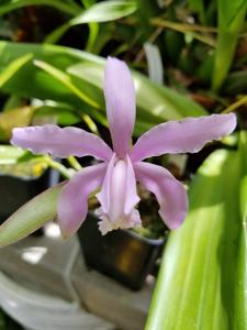 Cattleya kerrii