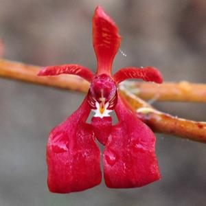 Renanthera coccinea