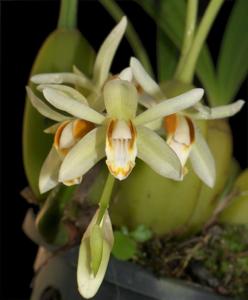 Coelogyne trinervis