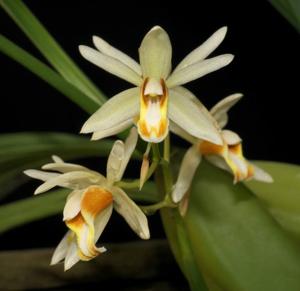 Coelogyne trinervis
