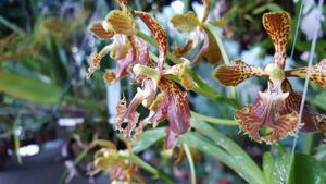 Vanda roeblingiana