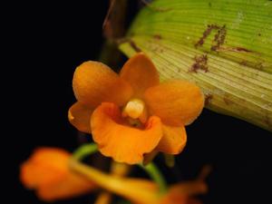 Dendrobium crocatum