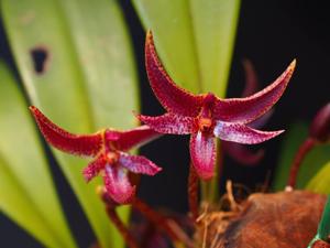 Bulbophyllum patens
