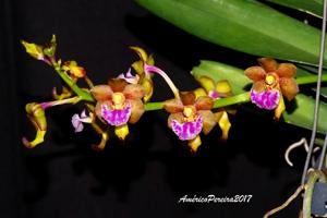 Vanda flabellata