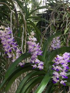 Rhynchostylis coelestis