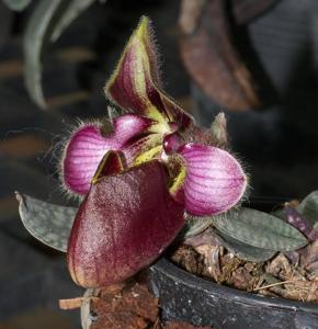 Paphiopedilum rungsuriyanum