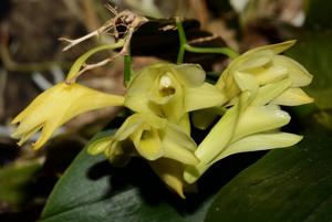 Dendrobium platycaulon