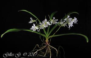 Sobennikoffia robusta