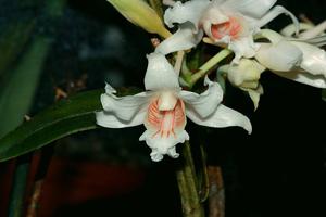Dendrobium ochraceum