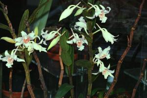 Dendrobium ochraceum