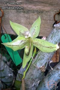 Cycnoches pentadactylon