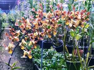 Dendrobium odoardi