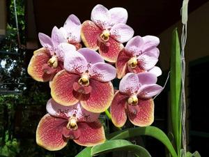 Vanda sanderiana