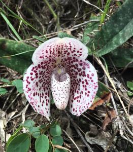 Paphiopedilum bellatulum