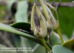 Bulbophyllum cheiri