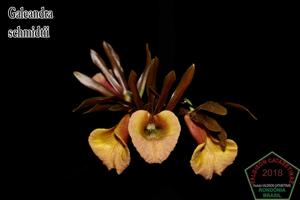Galeandra schmidtii